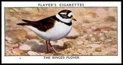 29 The Ringed Plover